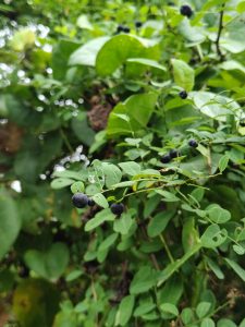 A close-up view of lush green foliage with small clusters of round, black berries among the leaves.