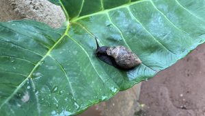 A snail on a large green leaf.
