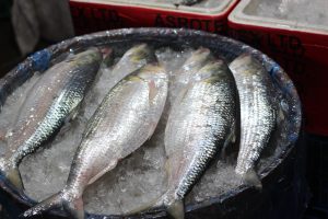 Fresh Hilsa fish on ice in a round container at Chandpur fish market, Bangladesh.