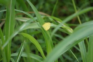 A small yellow butterfly resting on a green leaf, surrounded by tall grass. 