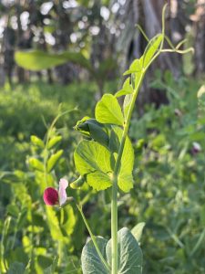 A close-up of a green pea plant with vibrant green leaves and a delicate flower in shades of pink and white features blurred greenery, suggesting a lush, natural environment in the background.