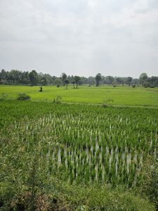 A lush green paddy field in Thasrak, Palakkad, with young rice plants growing in water. Trees line the horizon under a cloudy sky, creating a peaceful rural landscape. 