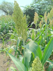 A close-up view of a green millet plant with a prominent flowering spike. T
