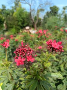 A close-up view of vibrant pink flowers with green leaves, set against a backdrop of a lush garden filled with blurred greenery and trees.
