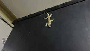 A gecko resting on the side of a black cabinet 