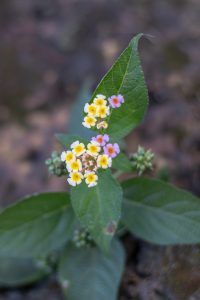 A picture of a tiny beautiful flowers with big leaves and blurry background.
