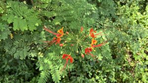 An image of red flowers with a green background of leaves.