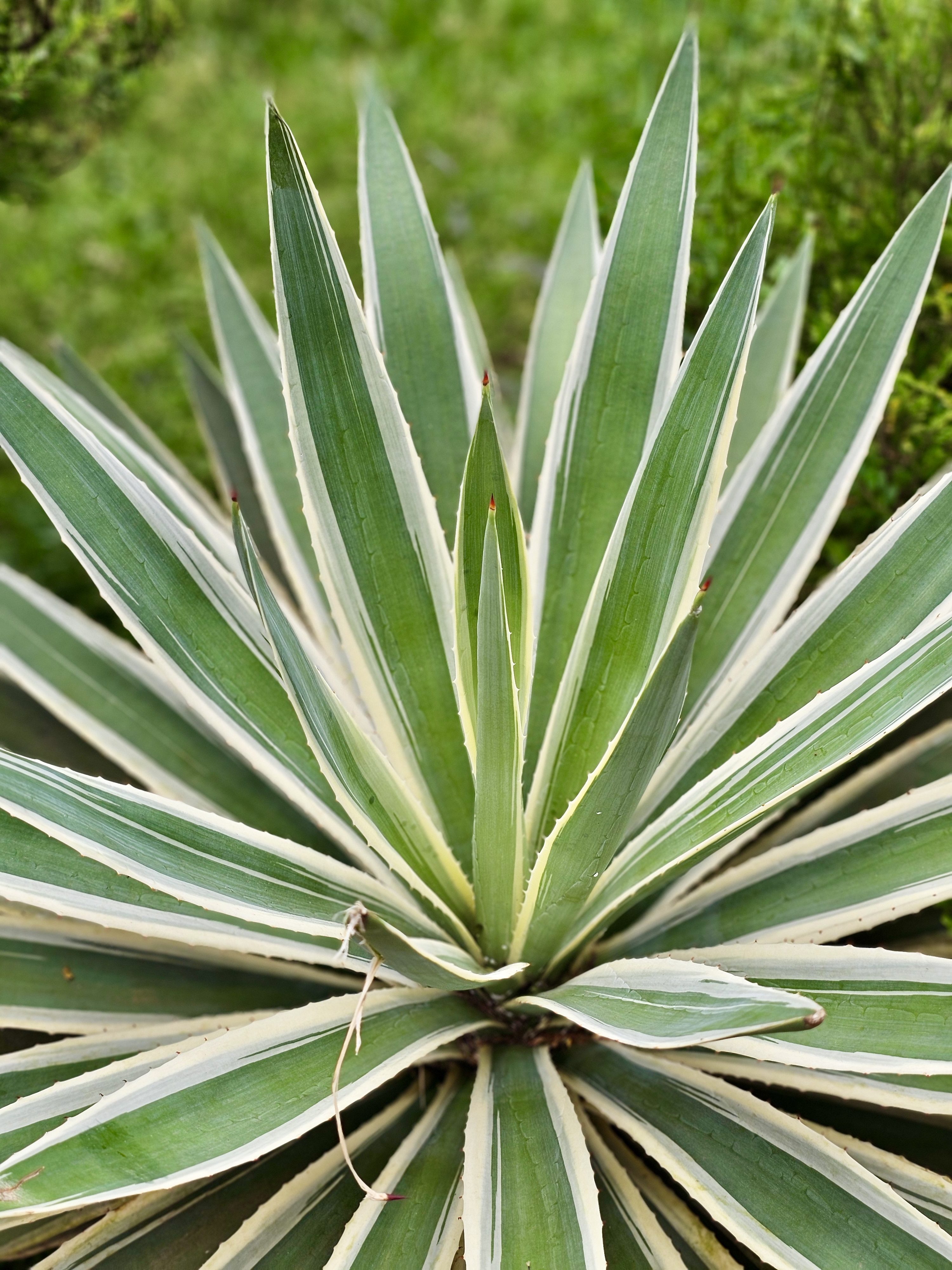 Close-up of a spiky Agave plant with green leaves edged in cream. Captured in Fort Kochi, Kochi, showing nature’s symmetry and vibrant tropical flora.