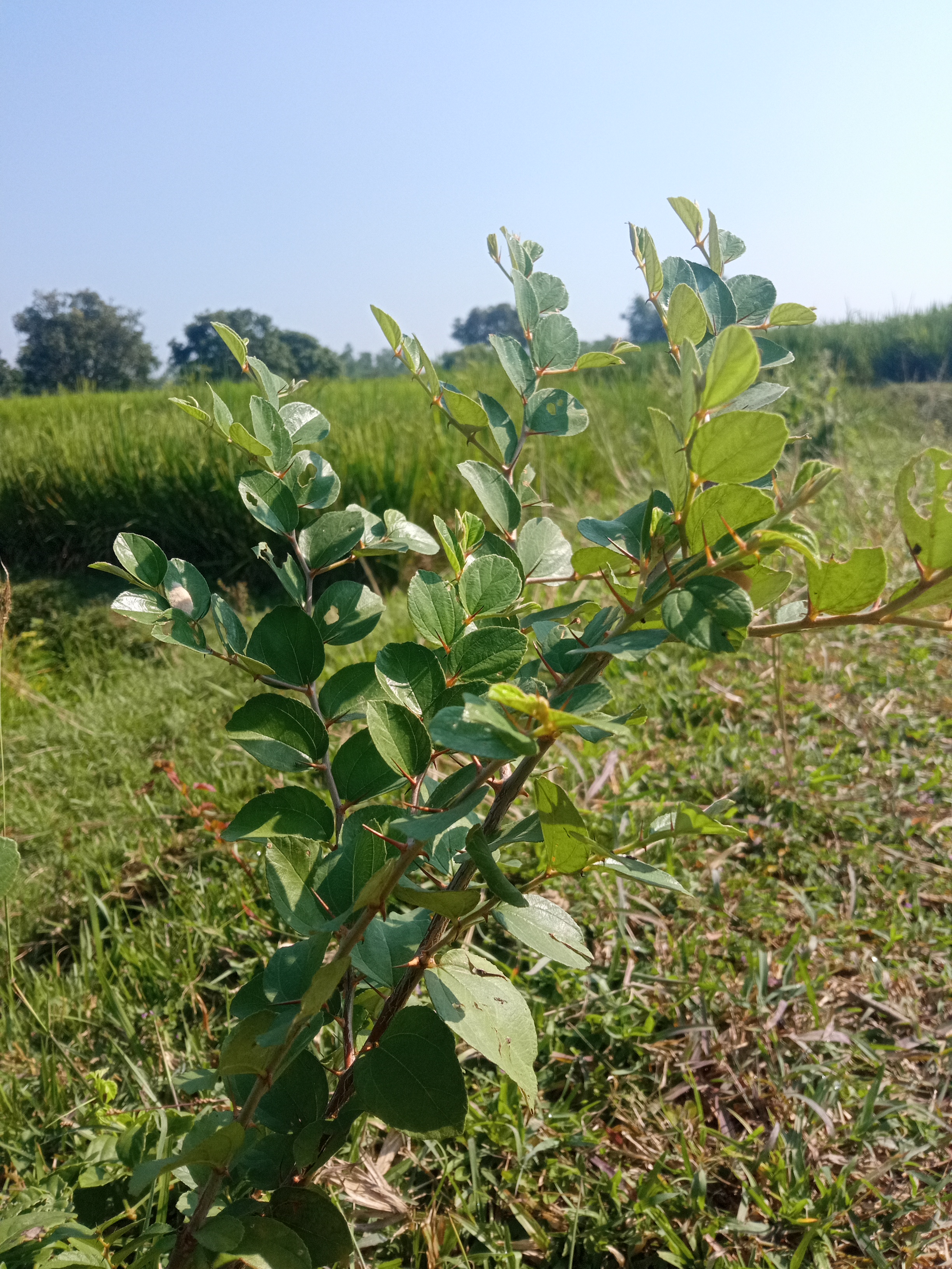 A close-up of a jujube plant with glossy leaves and budding thorns against a clear blue sky and lush green fields, highlighting its slender stem and natural countryside backdrop.