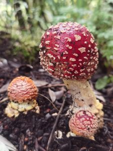 Amanita mushroom found during a hike in Cerro de la Muerte, Costa Rica