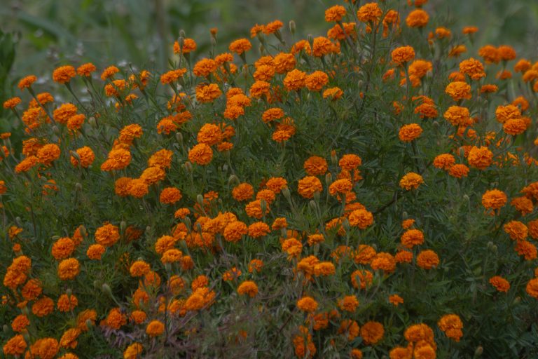 orange marigold flowers