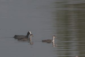 Three water birds swim on calm water: a coot with a white forehead leads two nearby juvenile grebes.