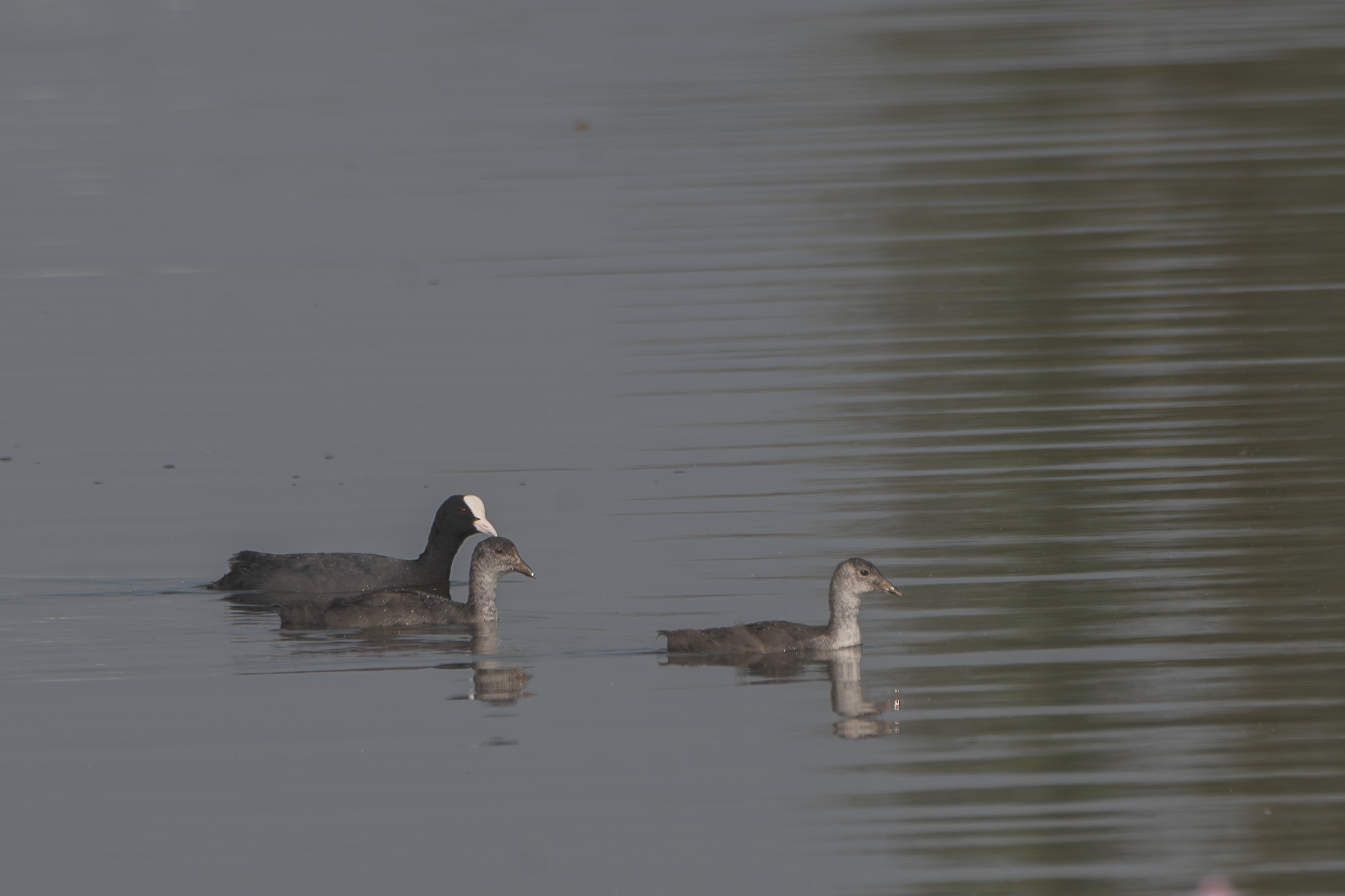 Three water birds swim on calm water: a coot with a white forehead leads two nearby juvenile grebes.
