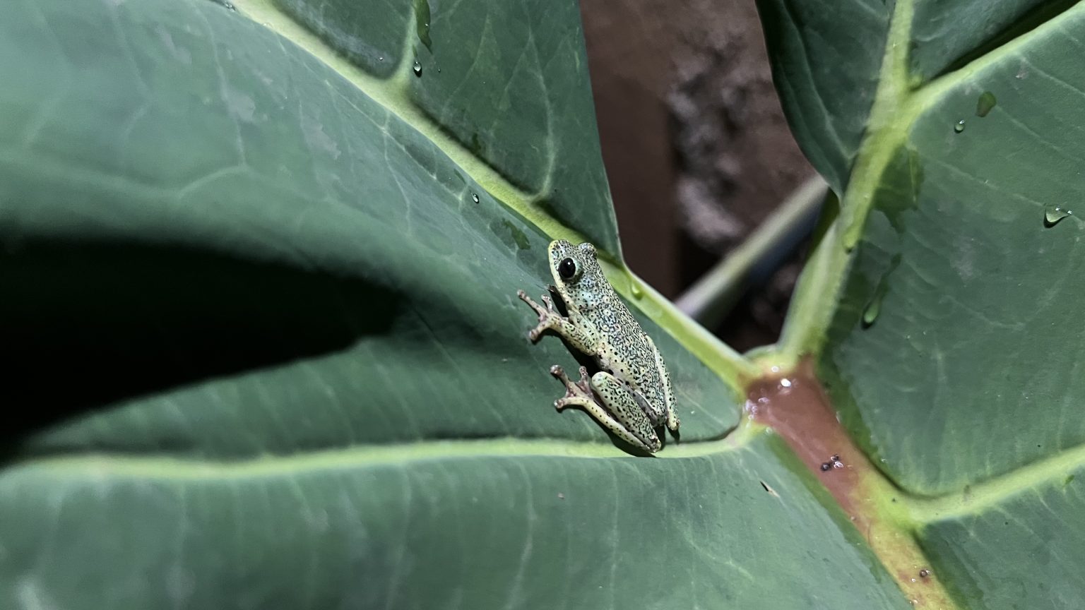 A small green frog with speckled skin sits on a smooth, dew-covered leaf, its detailed features highlighted against a blurred background that emphasizes the humid, natural environment.