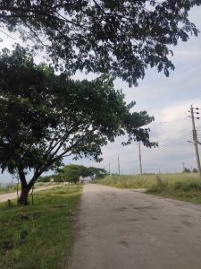 A picture of a tall standing tree on the one side of the muddy road while another side has grassy field with view of cloudy sky.