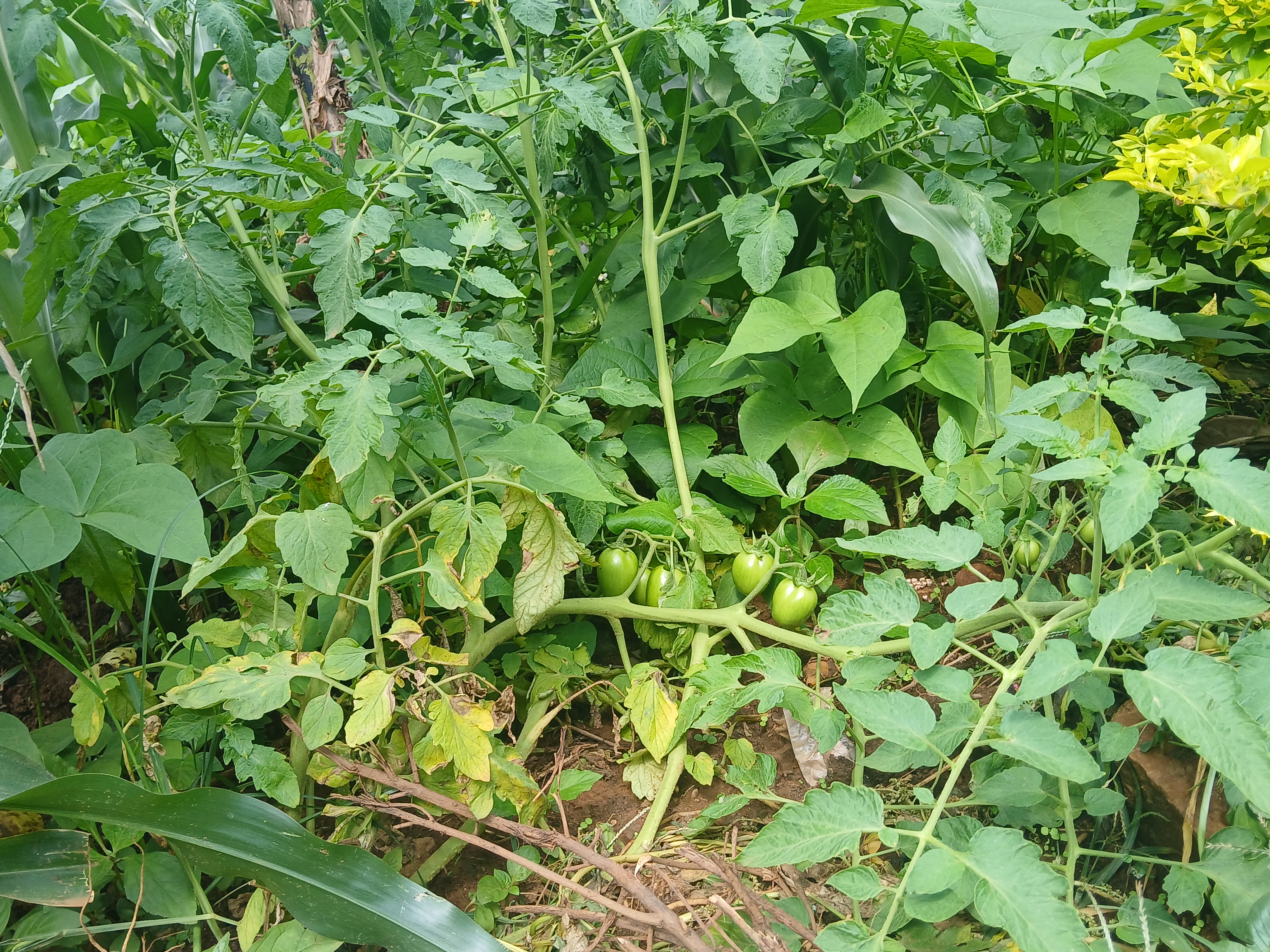 A vibrant garden scene showcasing a tomato plant with unripe green tomatoes surrounded by dense foliage and lush greenery.