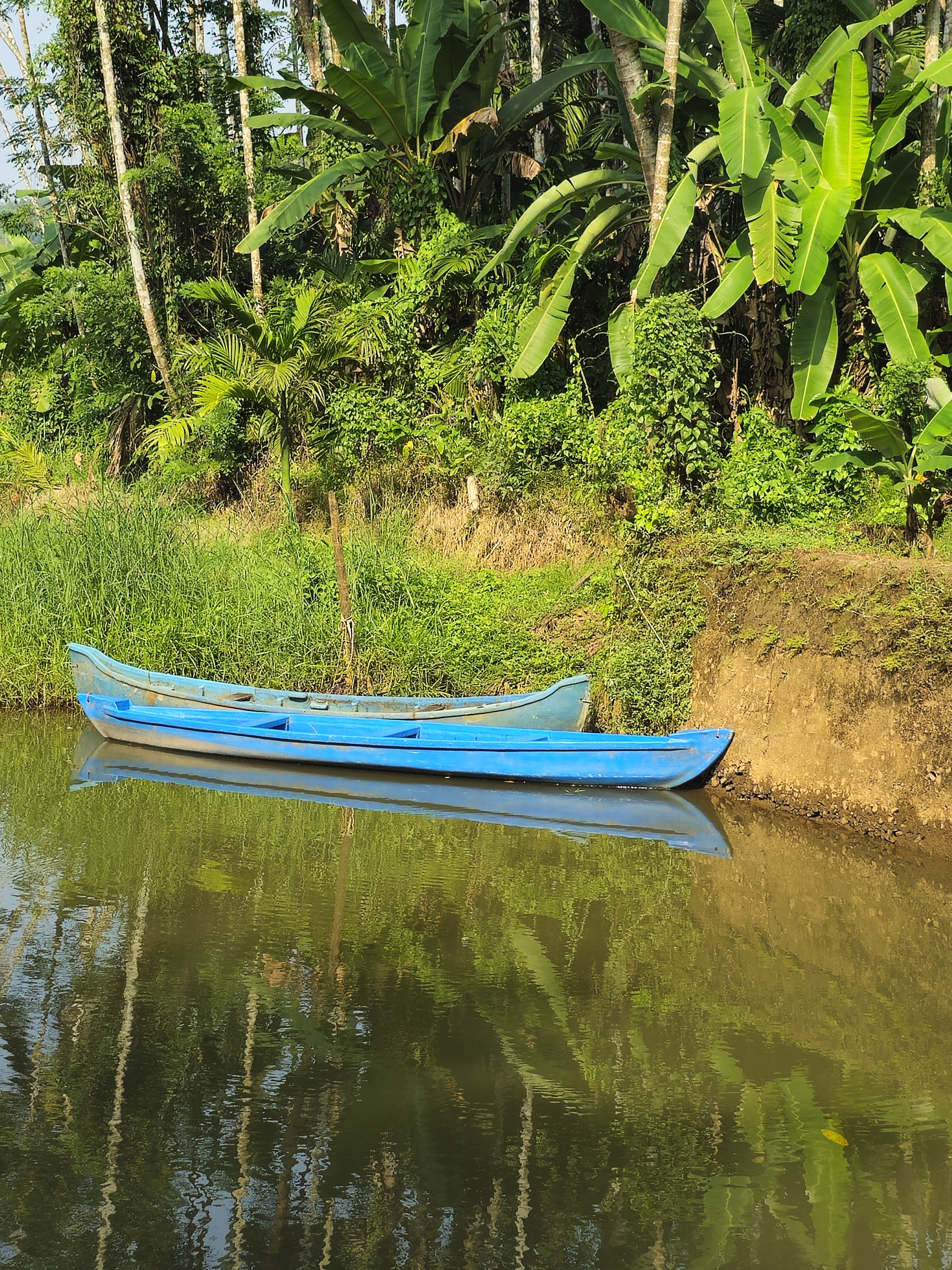 Two blue wooden boats rest quietly on a calm canal, surrounded by banana trees and lush greenery, in Ayamkulam, Mavoor, Kozhikode. Their clear reflection is visible in the still water.