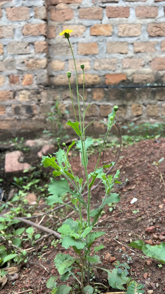 A small green plant with jagged leaves and a single bright yellow flower on a slender stem stands against a textured brick wall.