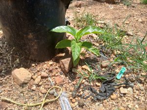 A small green plant with glossy leaves is growing near a black plastic pot on rocky soil.