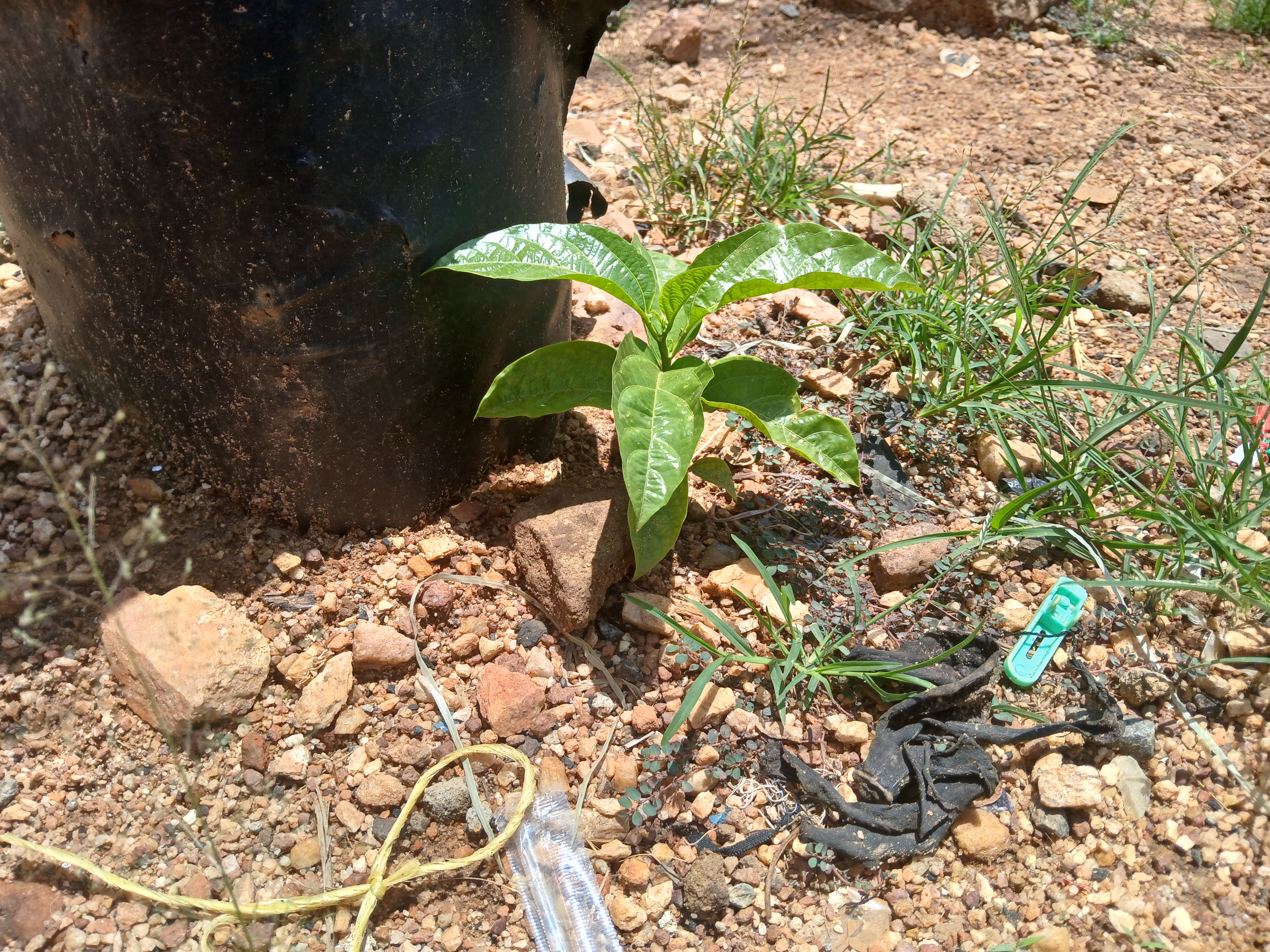 A small green plant with glossy leaves is growing near a black plastic pot on rocky soil.