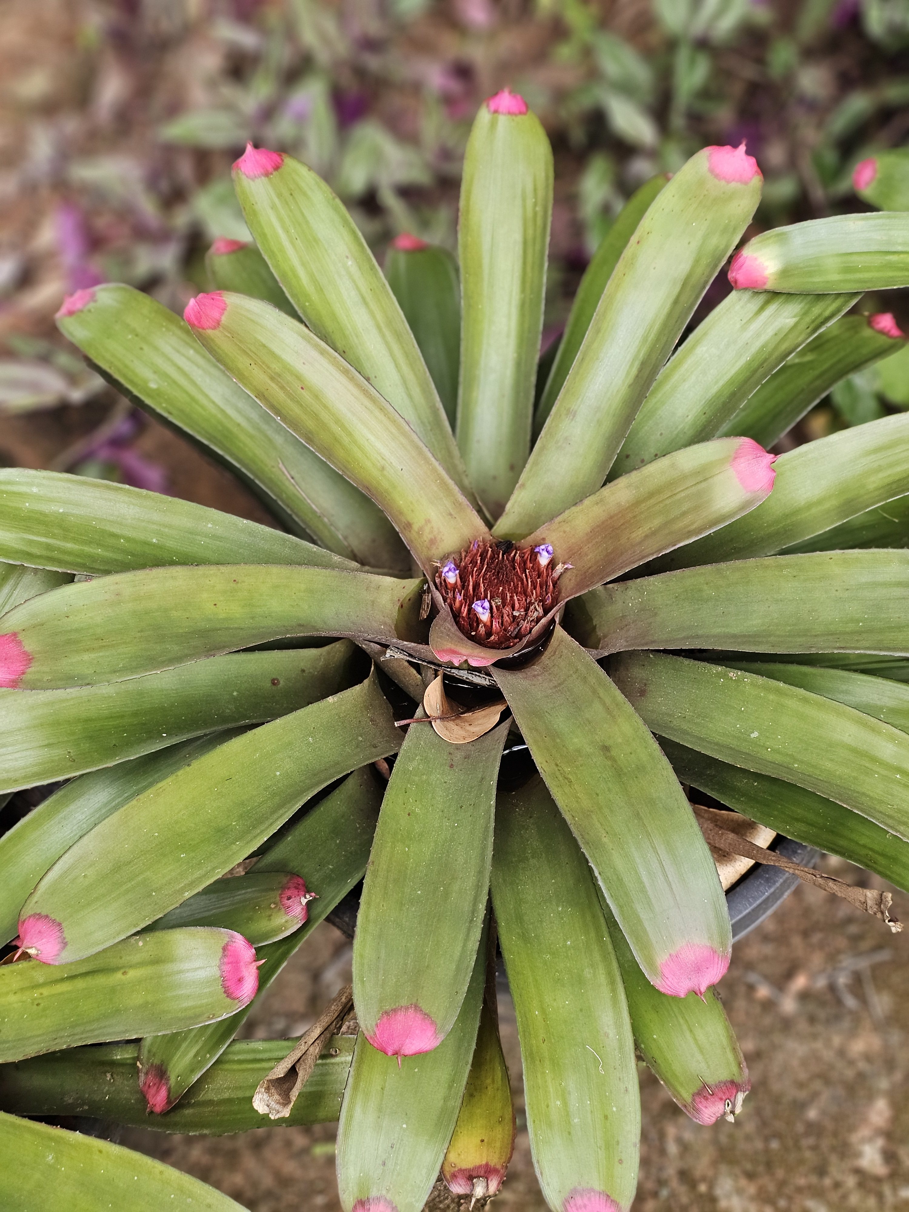 A close-up of a bromeliad plant with a rosette of green leaves that have bright pink tips. The center of the plant contains a cluster of small, reddish-purple flowers. Photo taken at Malabar Botanical Garden, Kozhikode.