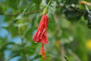 Close-up of a blooming red hibiscus flower with a visible stamen with smooth green background.