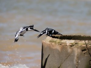 

Two kingfishers fly and land near the lake, splashing the water.