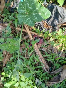 A close-up of pumpkin leaves with light green veins surrounded by weeds, dried leaves, and bits of plastic litter, showing a mix of natural growth and scattered debris in an untended area.
