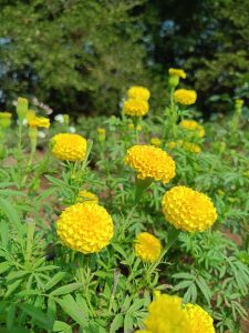 A vibrant field of marigold flowers in full bloom, featuring multiple round, yellow blooms atop tall green stems

