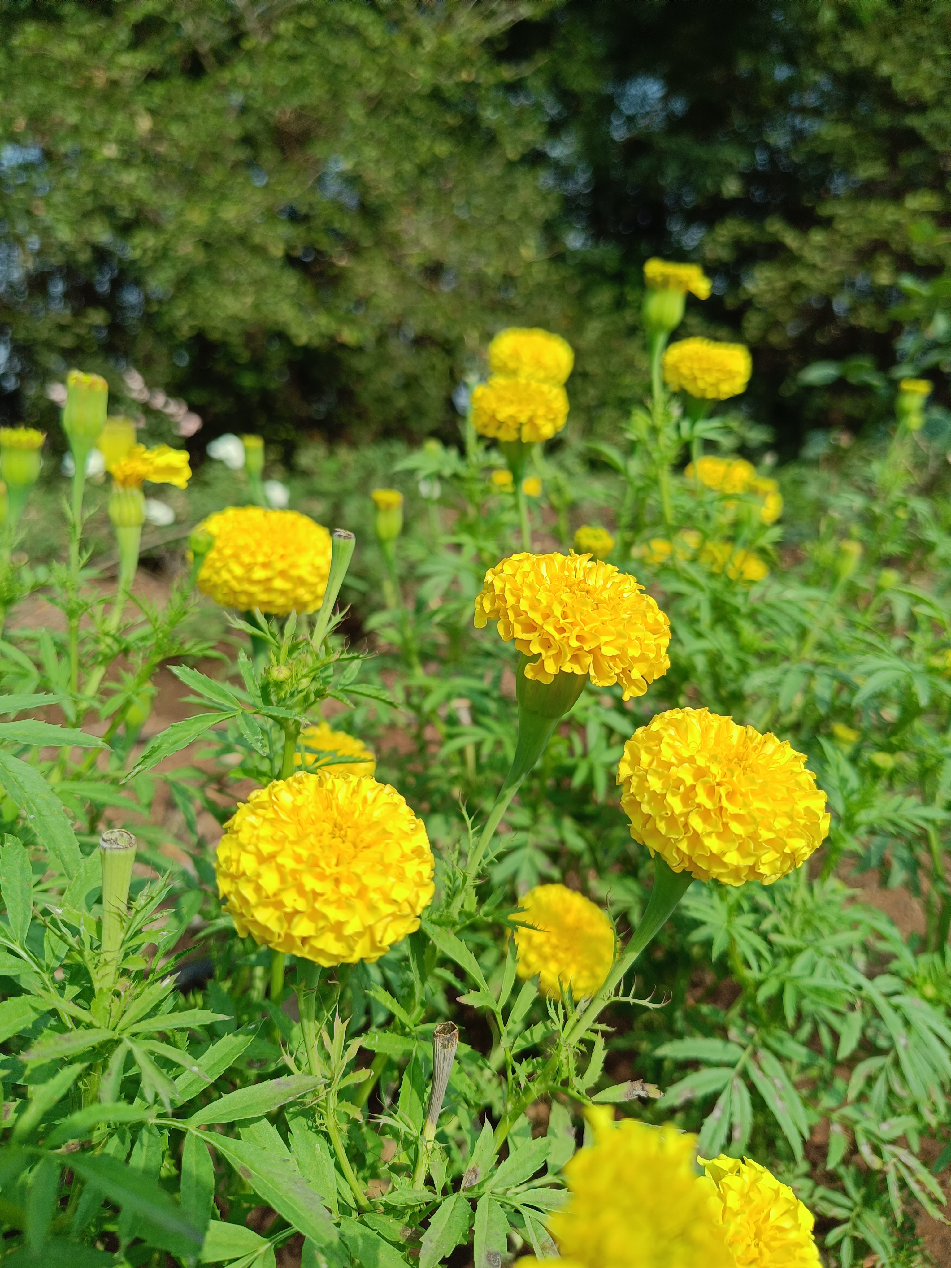 A vibrant field of marigold flowers in full bloom, featuring multiple round, yellow blooms atop tall green stems