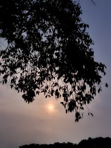 A warm full moon glows through the leaves of a tree, creating a peaceful evening scene in Oorkkadavu, Kozhikode, Kerala. The soft orange light of the sun is seen behind the dark silhouette of the leaves. 