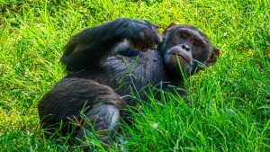 A chimpanzee lies on its side in lush green grass, with one arm raised and bent, looking thoughtfully at the camera. The background is filled with vibrant green foliage.