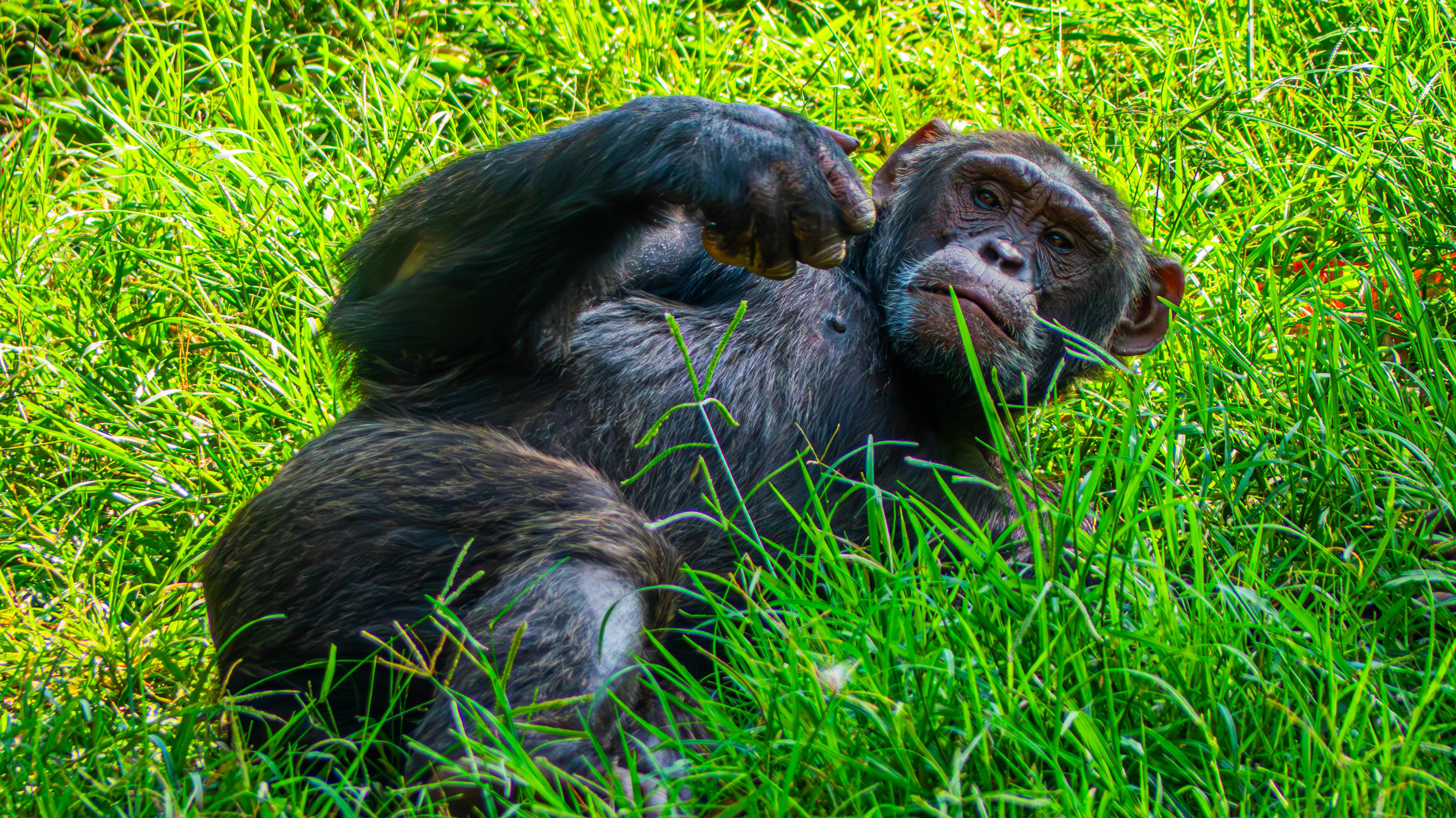 A chimpanzee lies on its side in lush green grass, with one arm raised and bent, looking thoughtfully at the camera. The background is filled with vibrant green foliage.