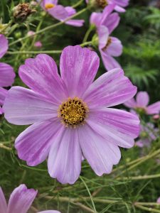 A close-up of a violet coloured flower with light lavender petals and a central cluster of bright yellow stamens. It has blurred background of green leaves and other small flowers.