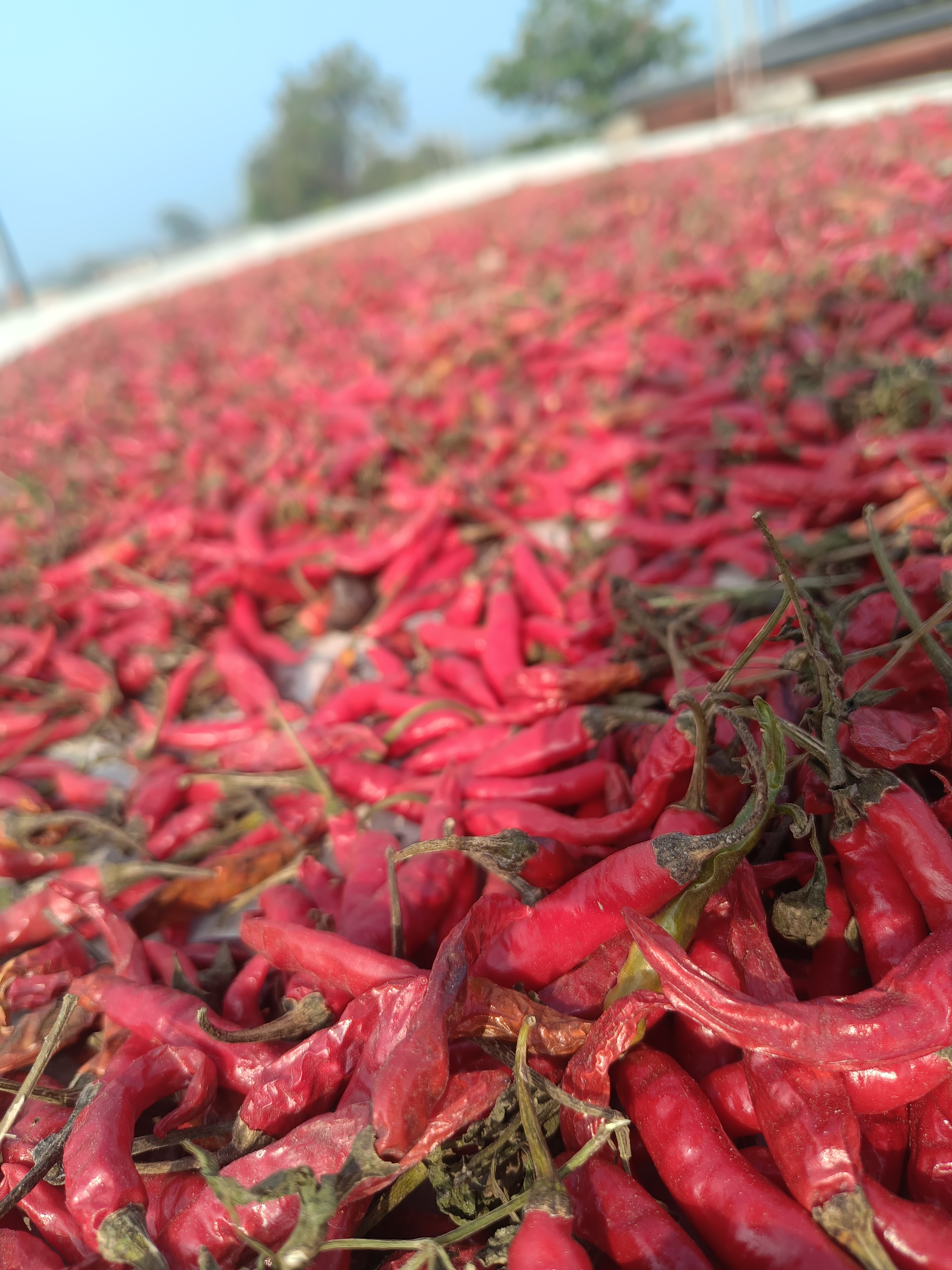 A close-up view of a large quantity of dried red chili peppers spread out on a surface. The peppers are in varying shades of red, with some showing brown, dried spots. In the background, blurred trees and a distant landscape are visible beneath a clear sky. The scene conveys a vibrant and colorful collection of chilies, indicative of a recent harvest or drying process.