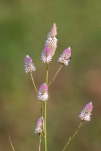A close-up view of a cluster of delicate flowers, with cone-shaped heads featuring fluffy white and pink petals. 