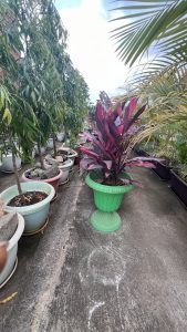Plants in plastic buckets on a plastered floor