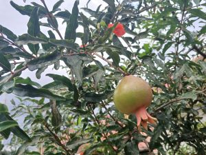 A close-up view of a pomegranate tree branch featuring a developing green pomegranate fruit along with several glossy green leaves.