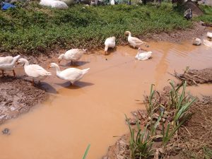 A group of white geese wading through shallow, muddy water in a farm-like setting Surrounded by patches of green grass and some muddy areas
