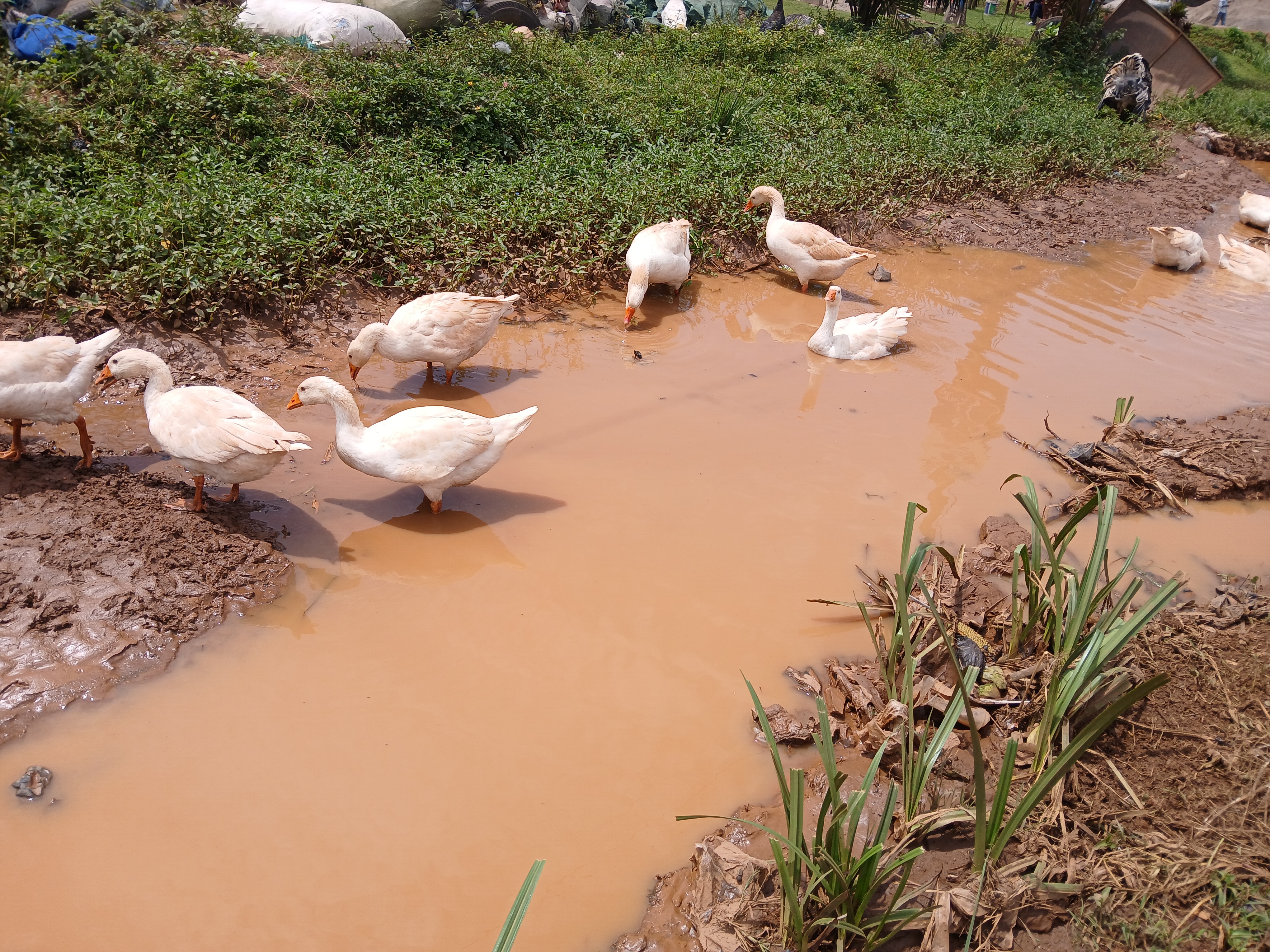 A group of white geese wading through shallow, muddy water in a farm-like setting Surrounded by patches of green grass and some muddy areas