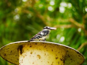 Male Kingfisher captured with its small fish in the mouth standing on the light pole alongside of 