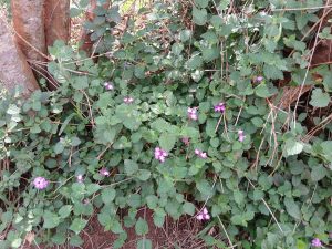 A picture of tiny, beautiful flowers on the bushes in between the trees.