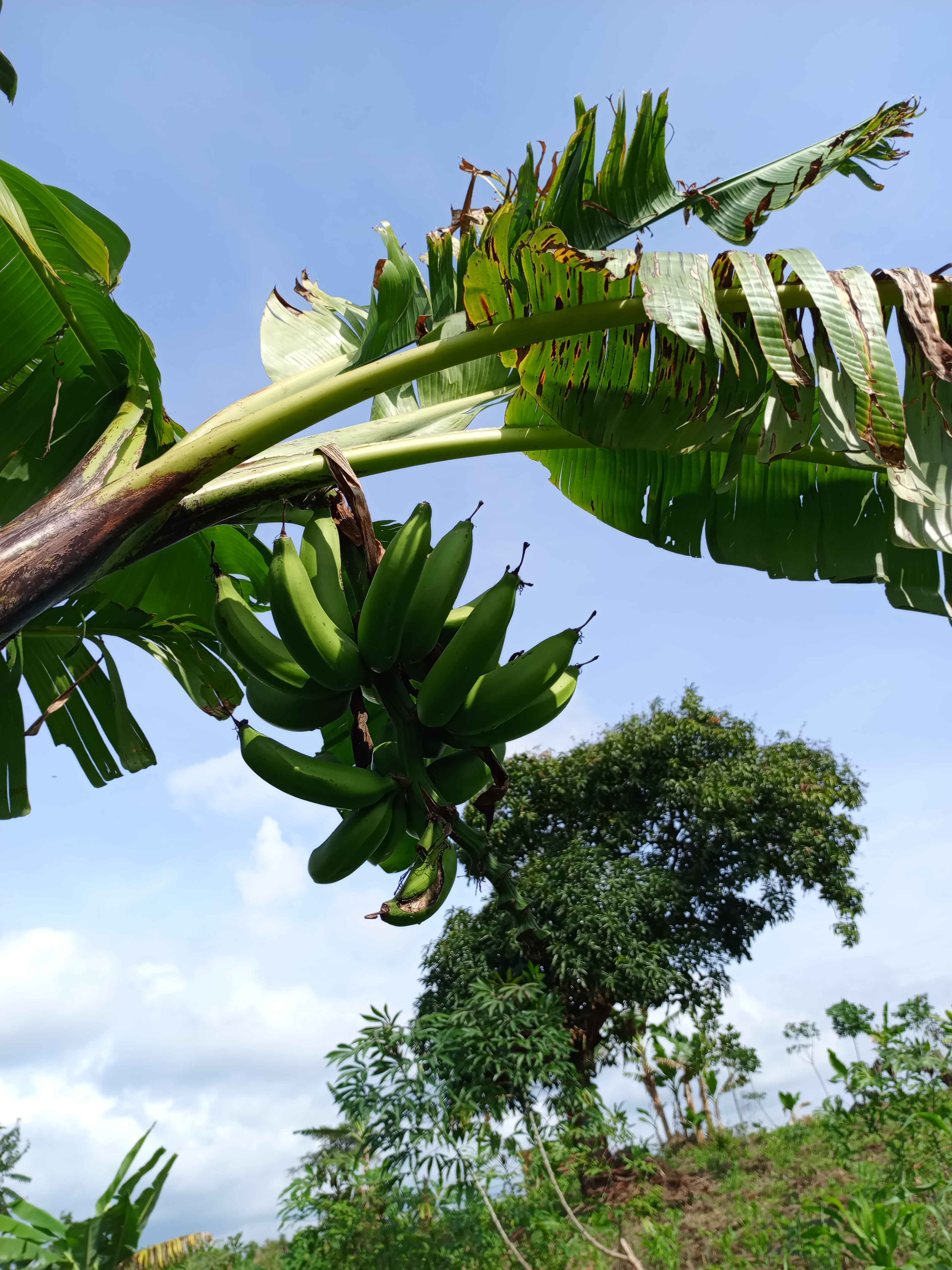 A close-up view of a banana plant with a cluster of green bananas hanging from a thick, curved stem features lush green foliage and a large tree, against a bright blue sky with some clouds in the background