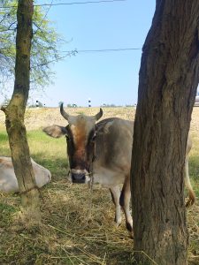 

A brown Bull stands near a tree in a grassy area, with a rope tied around its neck. 