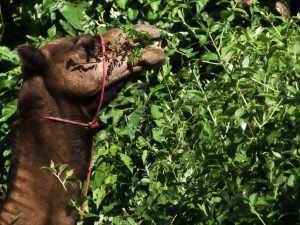 
A camel  enjoys the green, natural surroundings.
