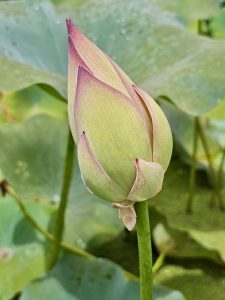 A tight close-up of a pink lotus flower in early bloom, with morning dew still visible on the petals. Taken at Malabar Botanical Garden, Kozhikode.