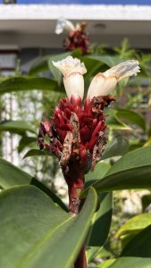 A close-up of a flowering plant with vibrant red bracts, cream-colored flowers and green big leaves on its background.