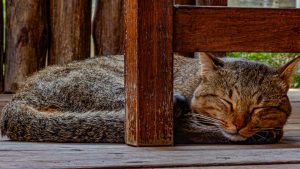 A tabby cat sleeps peacefully on a wooden deck, nestled under a wooden chair with its head resting on its paws. The background features a rustic wooden fence and blurred greenery.
