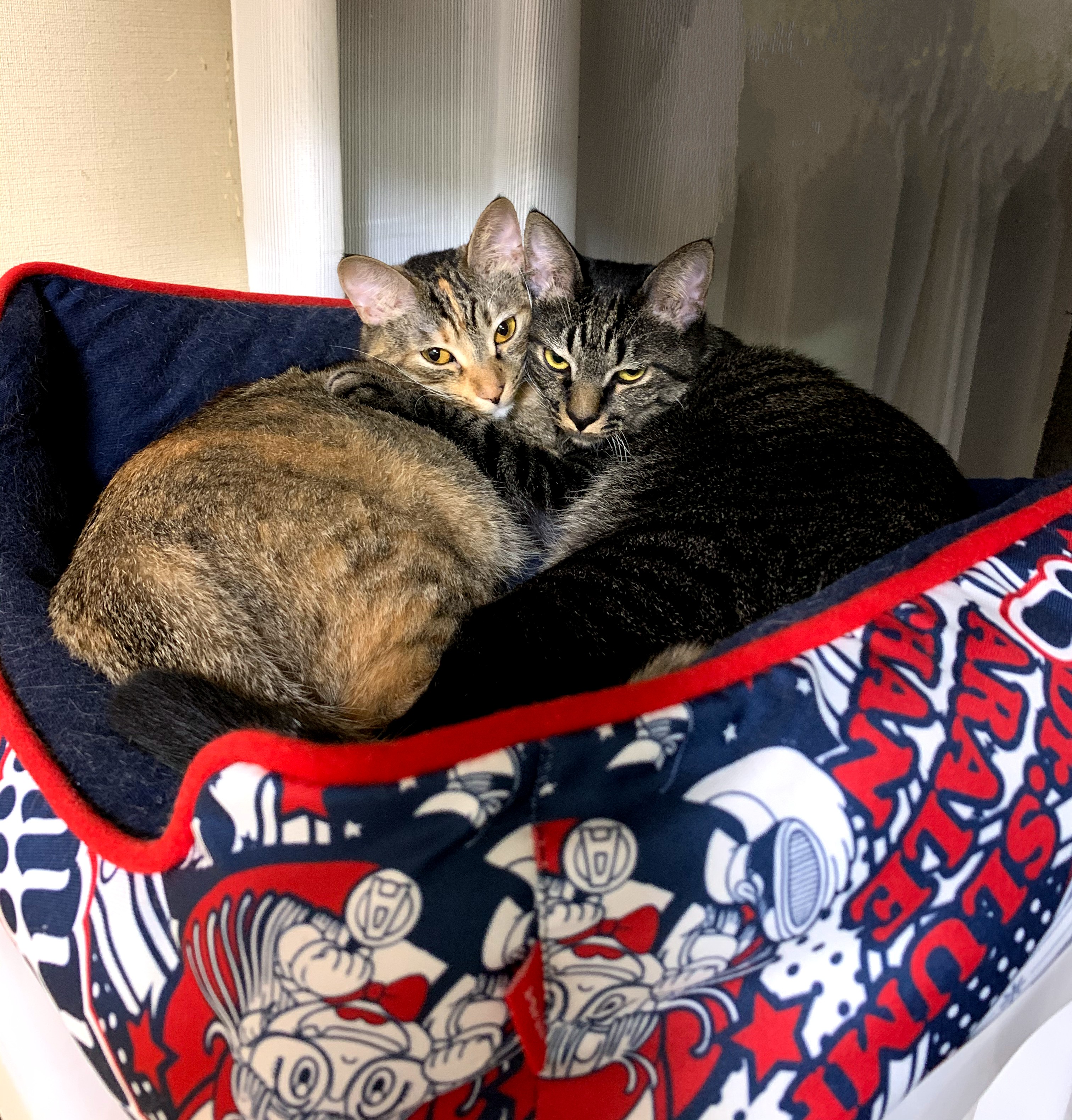 Two cats are cuddled together in a cozy pet bed.