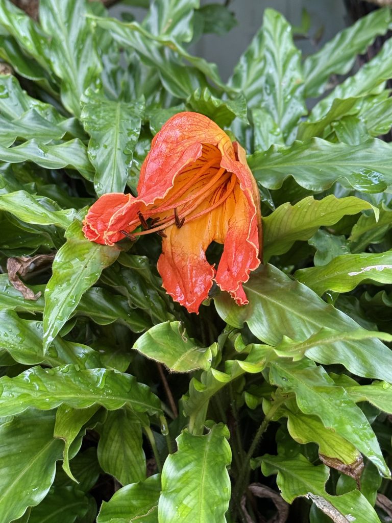 A fallen African tulip tree flower (Spathodea campanulata), also known as Flame of the Forest, lies among Calathea rufibarba plants with green leaves, photographed in Perumanna, Kozhikode.